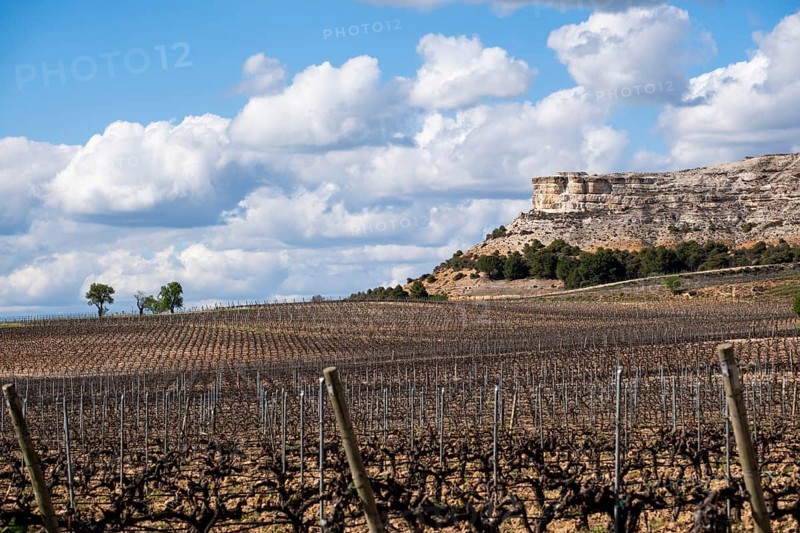 Landscape of vineyards in the Ribera del Duero appellation area in the spring in the province of Valladolid in Spain