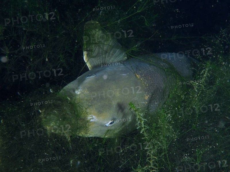 A barbel