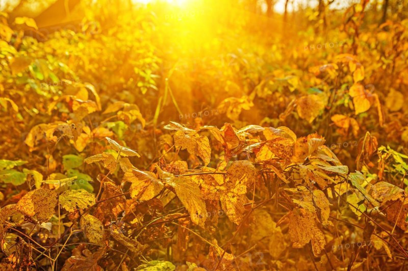 Autumnal plants at sunrise Instagram styles