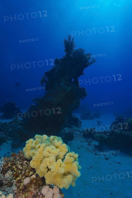 Rough leather coral
