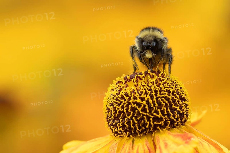 Red-tailed bumble bee