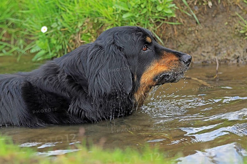 Hovawart in the water