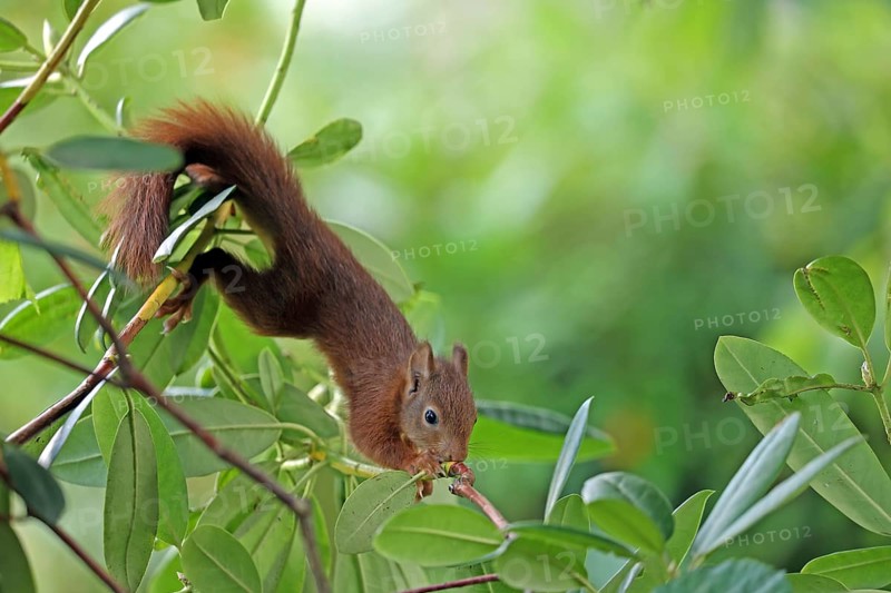 Eurasian red squirrel