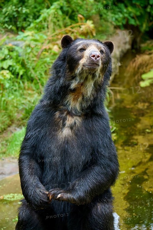 Spectacled bear