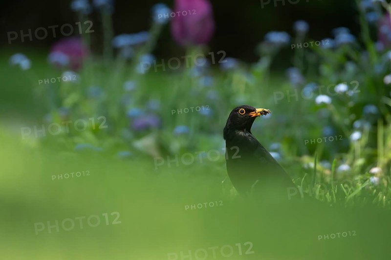 Common blackbird