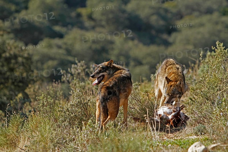 Iberian wolf