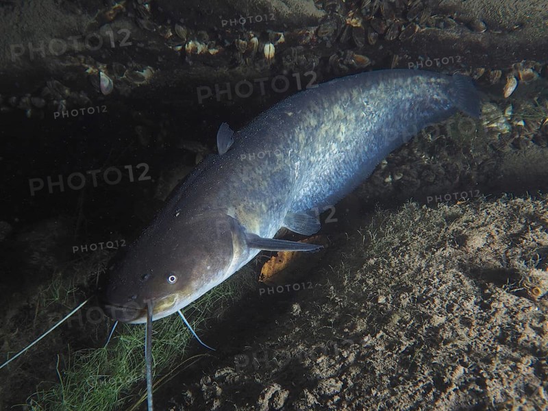 Catfish