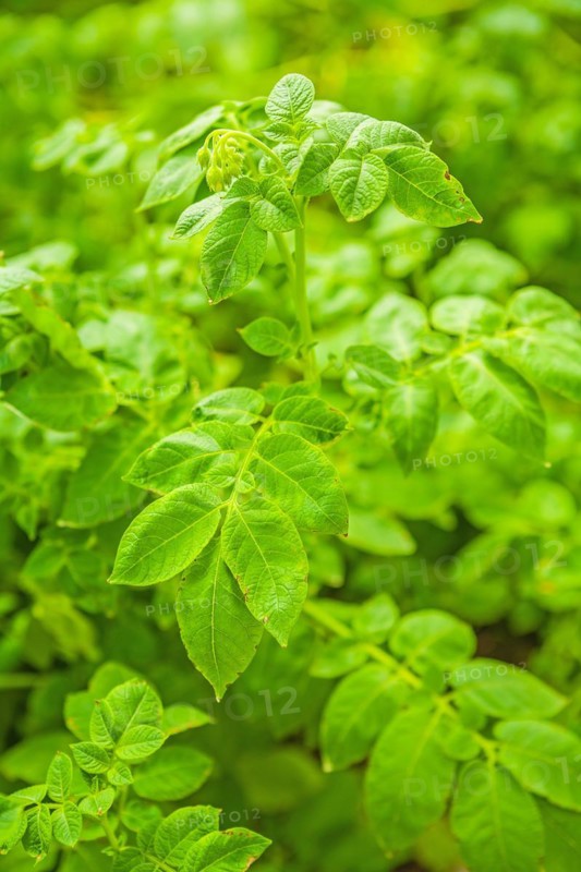 Green plant of the potato