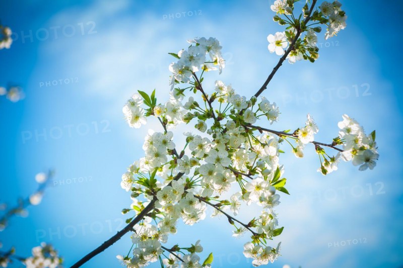 Blossoming branch of a cherry tree against the background of the sky