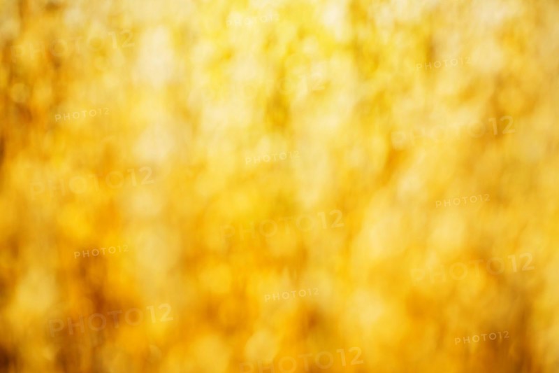 Bokeh of golden ripe wheat