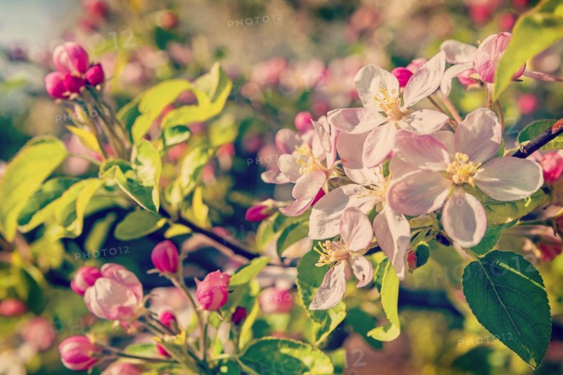 Floral background blossoming apple tree instagram style