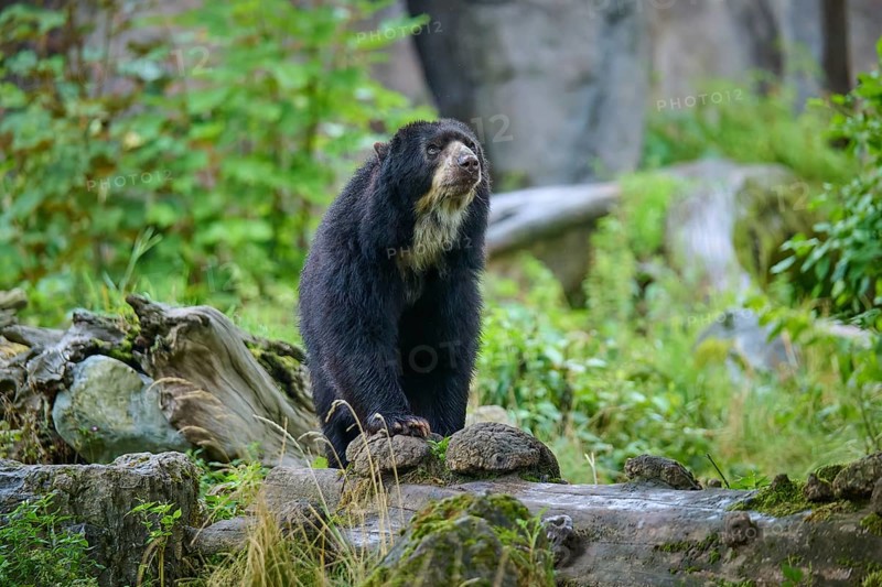 Spectacled bear