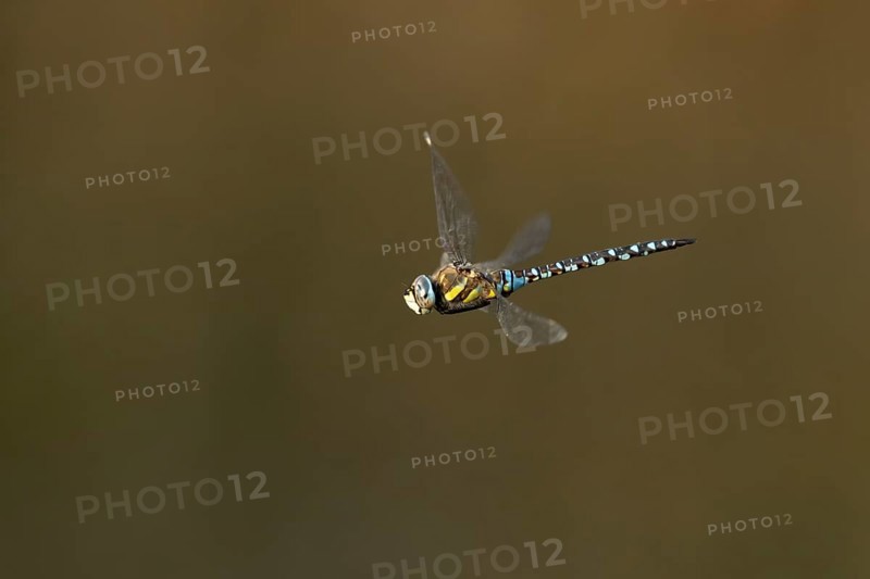 Migrant hawker