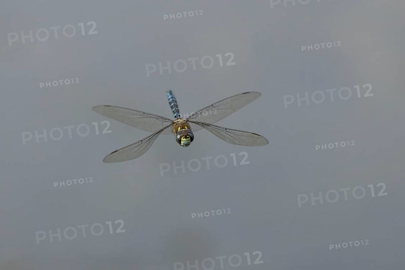 Migrant hawker