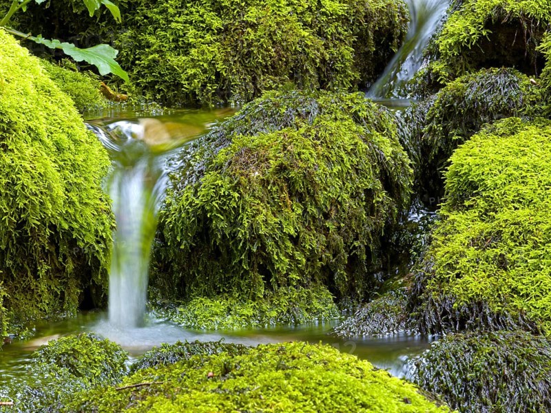 Water flowing over mossy stones