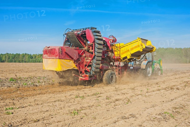 Horvesting of potato view on process of work agricultural concept