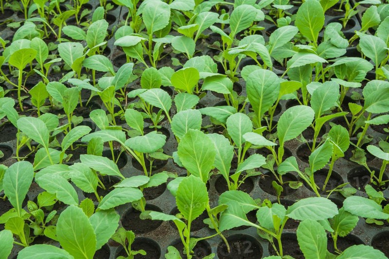 Young cabbage seedlings in the vegetable drawer