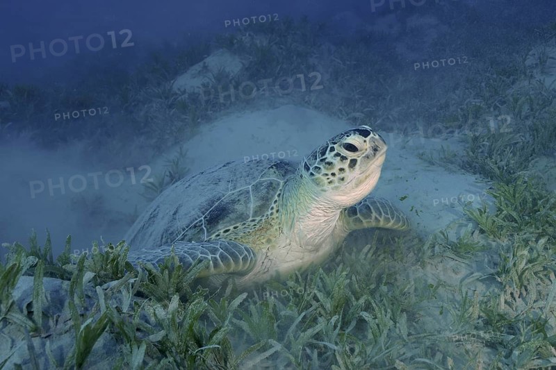 Green turtle