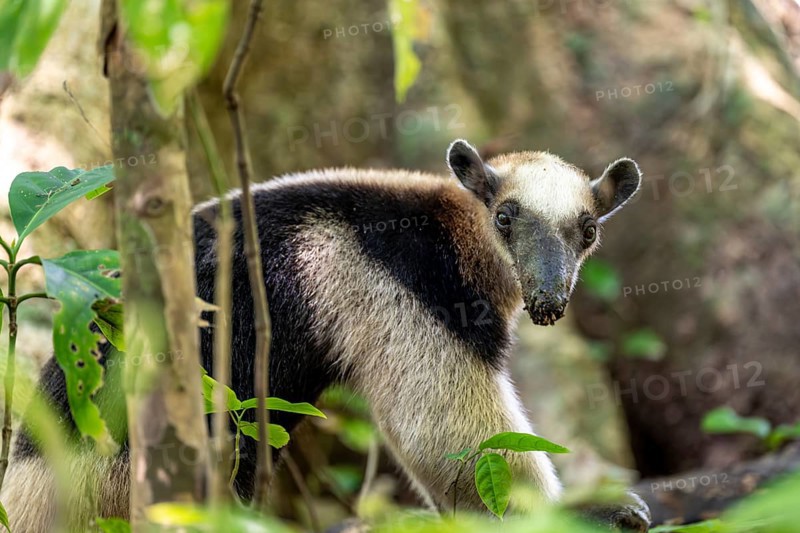 Northern tamandua