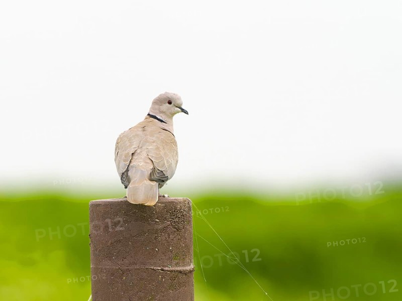 Eurasian Collared Dove