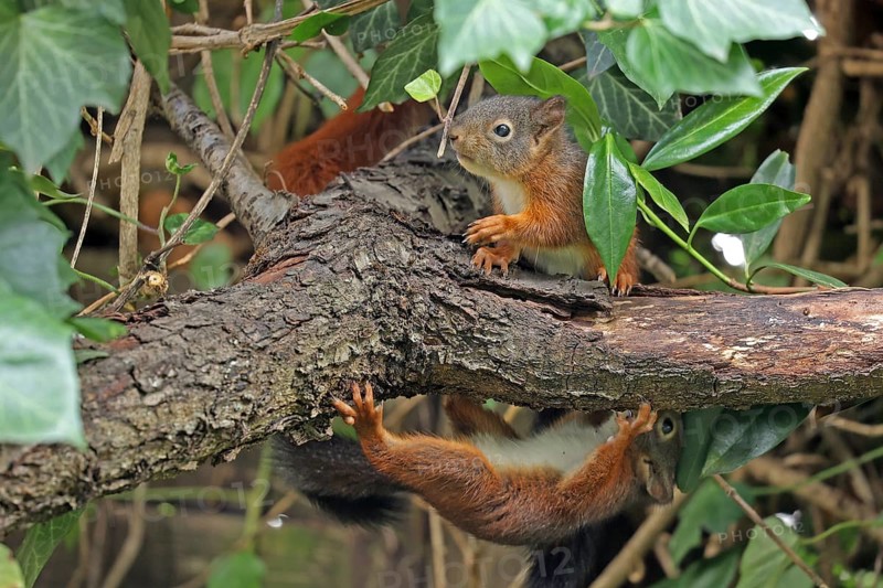 Eurasian red squirrel