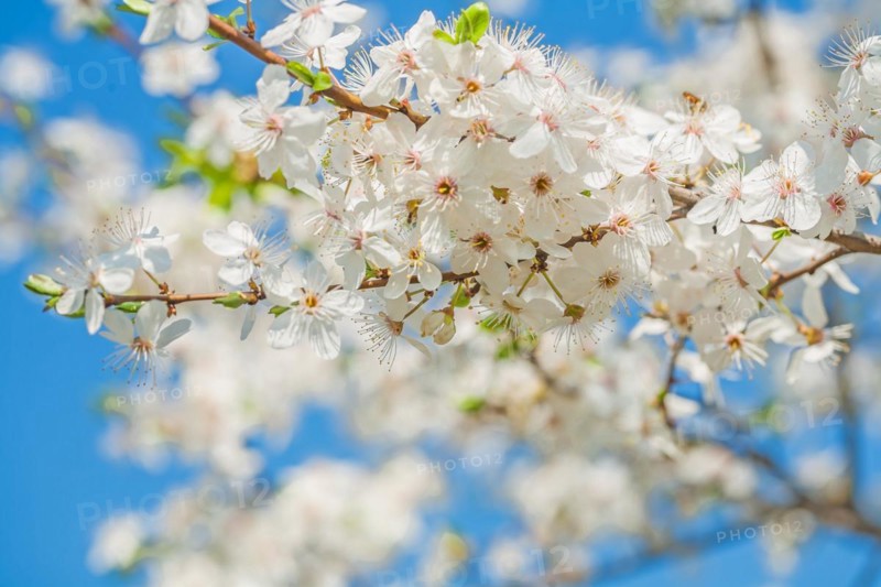 Big branch of blossoming cherry tree on sky instagram style