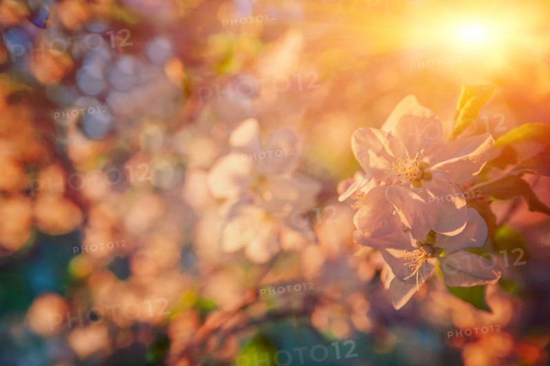 Small branch of blossoming apple tree flowers on blurred background with sun