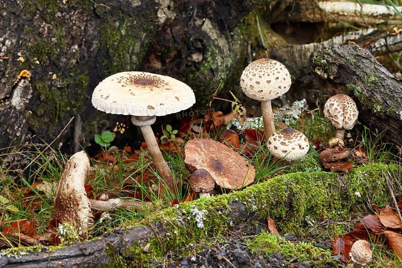 Several parasol mushrooms