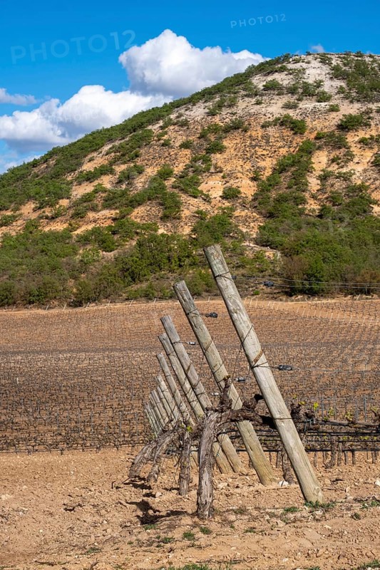 Landscape of vineyards in the Ribera del Duero appellation area in the spring in the province of Valladolid in Spain