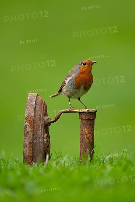 European robin