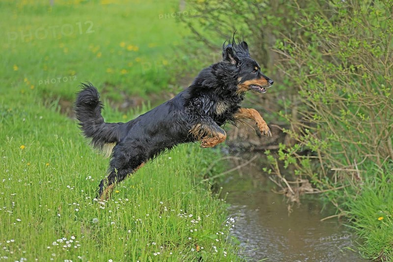 Hovawart in meadow
