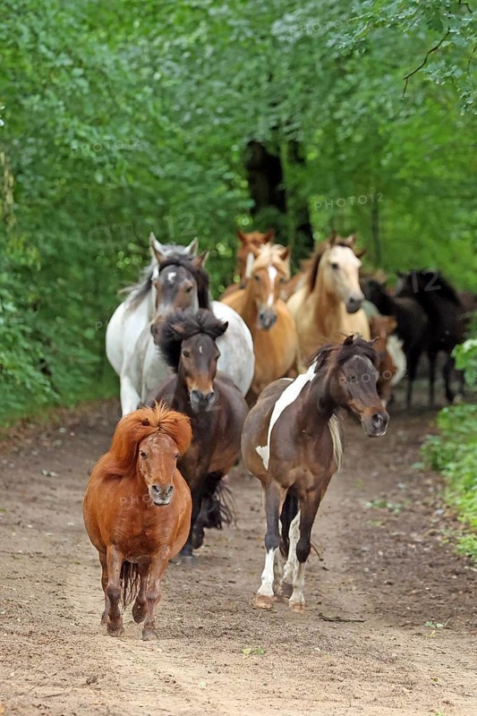 Ponies run out to pasture
