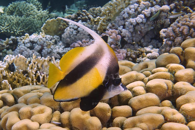 Red sea bannerfish