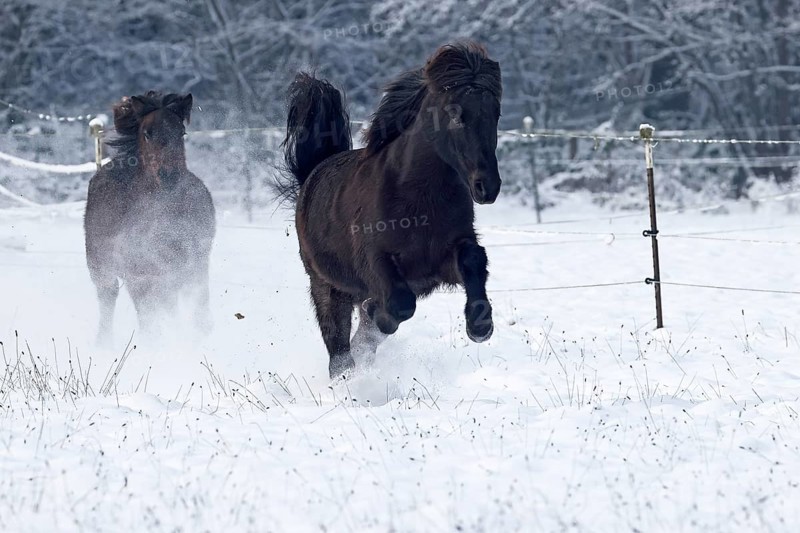 Icelandic horses
