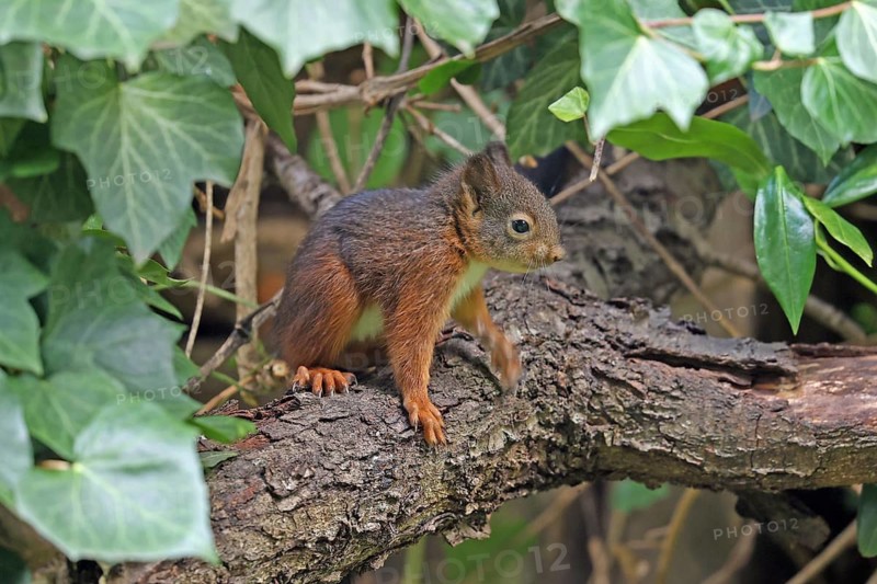 Eurasian red squirrel