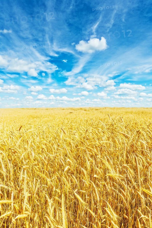 Golden wheat field and beautiful sky