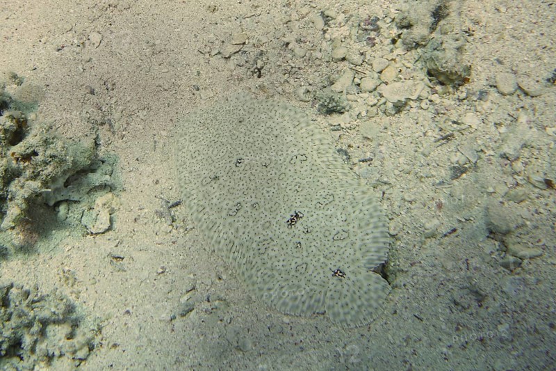 Well camouflaged finless sole