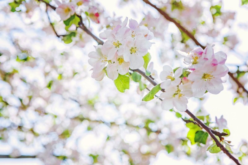 Blossoming apple tree on blurred background instagram style