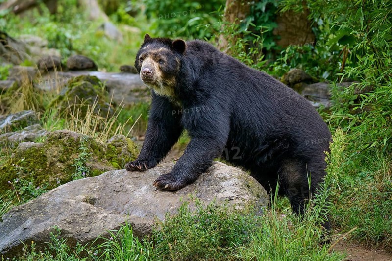 Spectacled bear