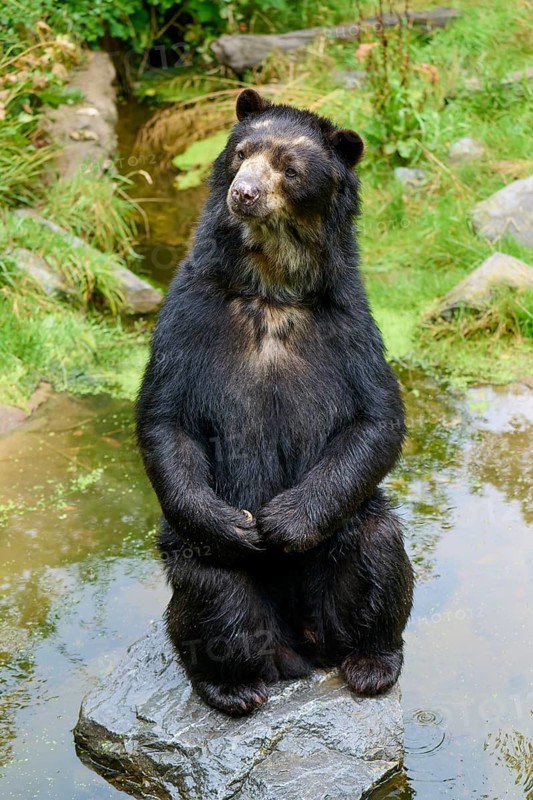 Spectacled bear