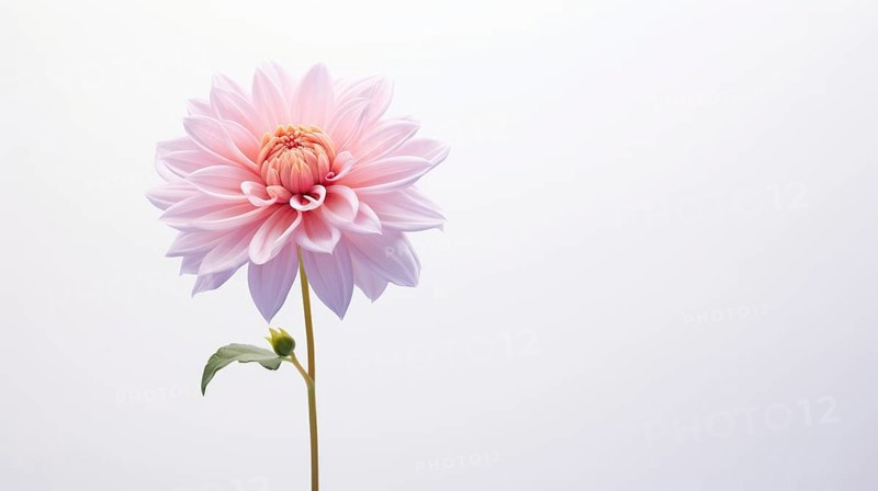 A single pink dahlia with delicate petals stands elegantly against a soft white backdrop Ai generated