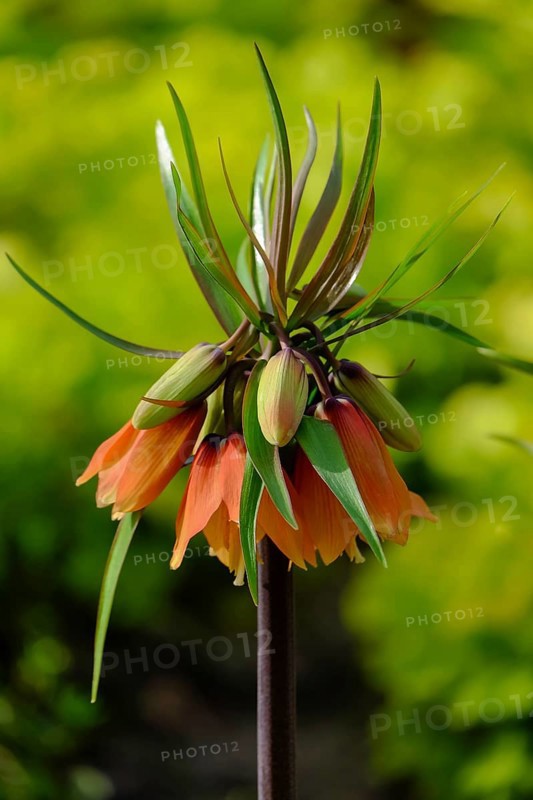 Kaiser's crown