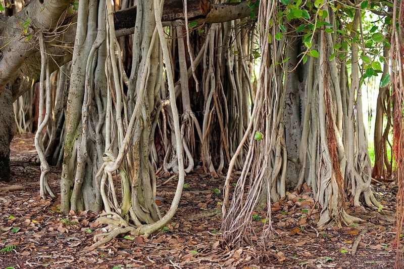 Hanging branches of a strangler fig