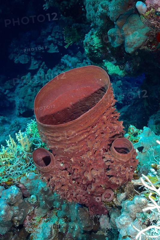 Spiny tube sponge