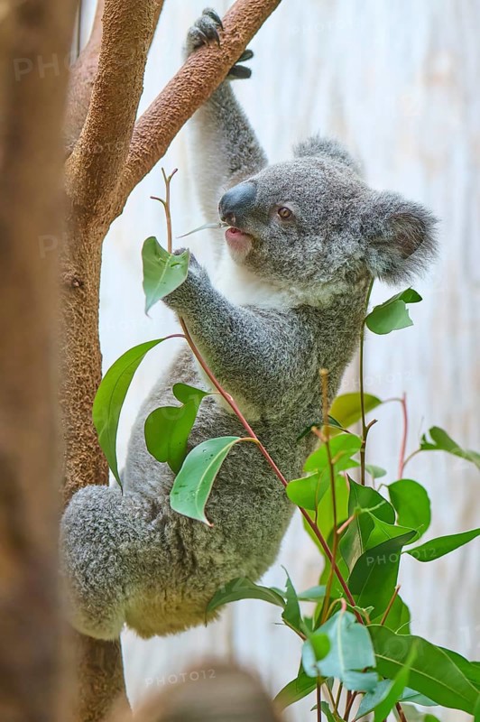 Koala