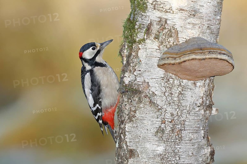Great spotted woodpecker