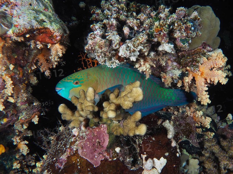 A rusty-naped parrotfish