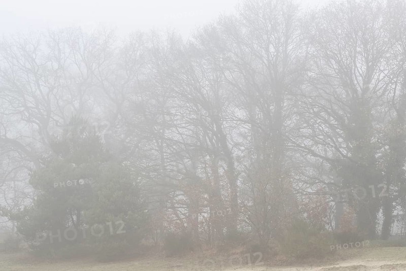 English oaks