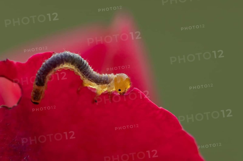 Large rose sawfly