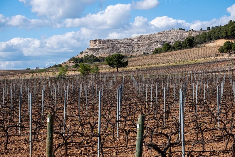 Vineyard in spring in the Ribera del Duero appellation area in the province of Valladolid in Spain